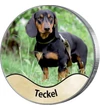 Teckel: Câine de vânătoare