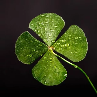 Monede aducătoare de noroc