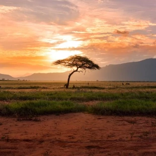 Monede de investiţie din inima Africii