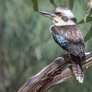 Kookaburra, moneda de investiție din Australia