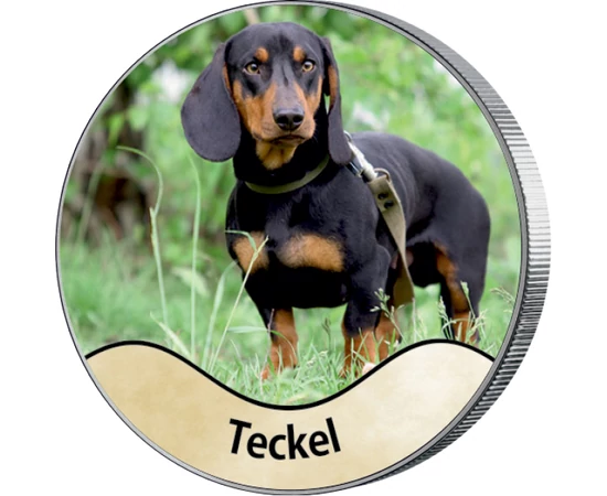 Teckel: Câine de vânătoare