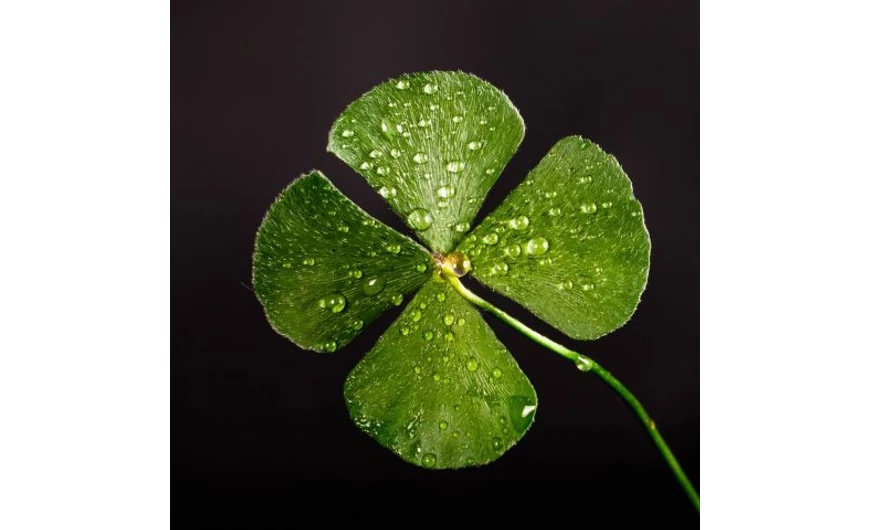 Monede aducătoare de noroc