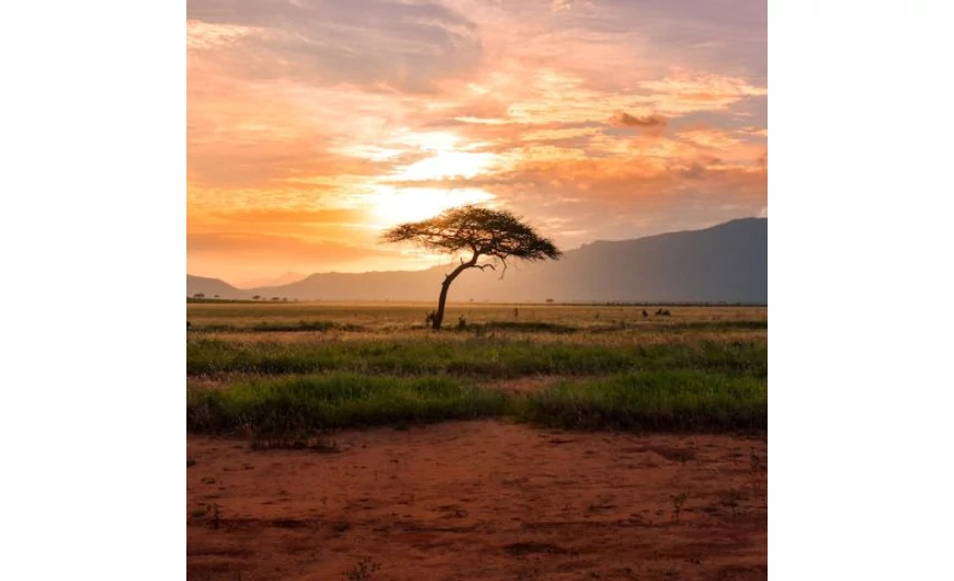 Monede de investiţie din inima Africii