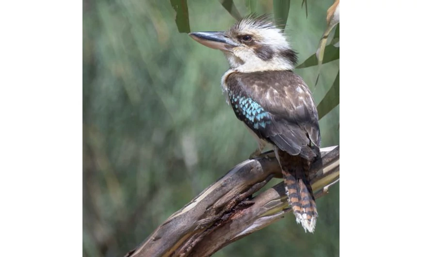 Kookaburra, moneda de investiție din Australia